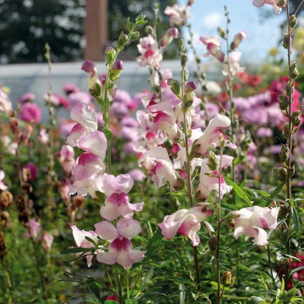 Lejongap 'Lucky Lips'