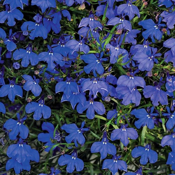 Kantlobelia 'Crystal Palace'