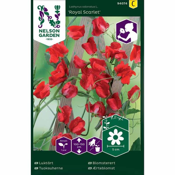 Luktärt 'Royal Scarlet'