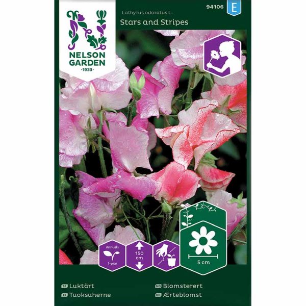 Luktärt 'Stars and Stripes'