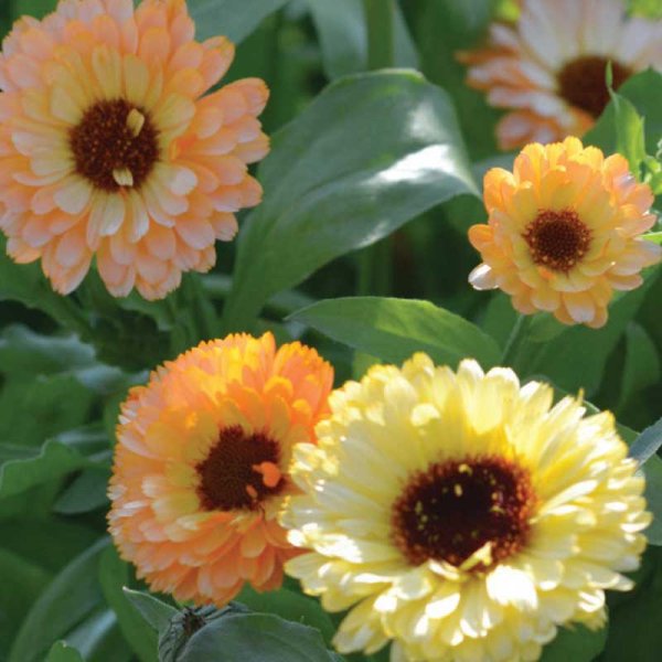 Ringblomma 'Cantaloupe'