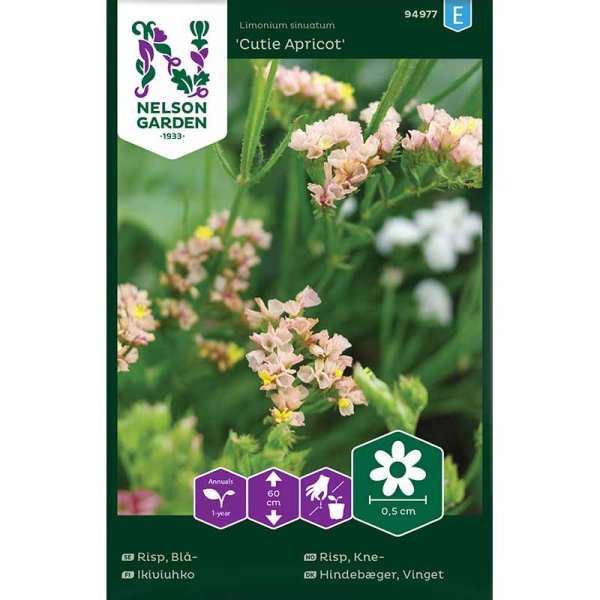 Blå Risp 'Cutie Apricot'