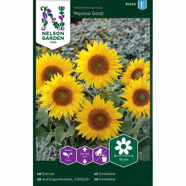 Solros 'Pacino Gold'