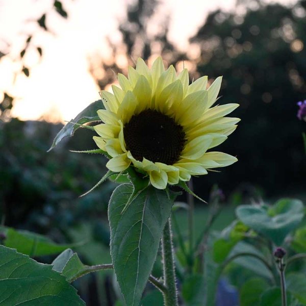 Solros 'Buttercream' F1