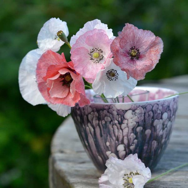 Kornvallmo 'Mother of Pearl'