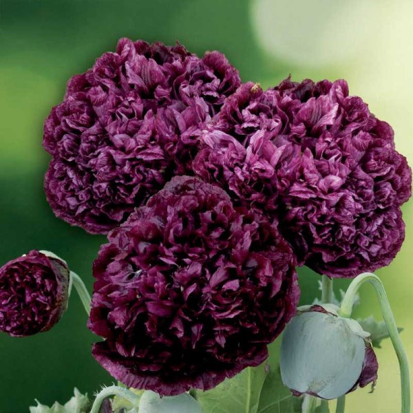 Pionvallmo 'Black Peony'