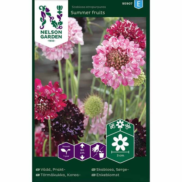 Praktvädd 'Summer fruits'