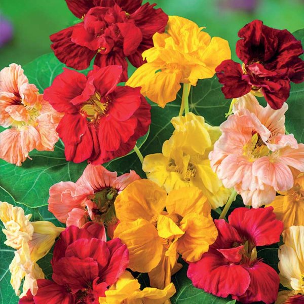 Slingerkrasse 'Glorius Gleam'