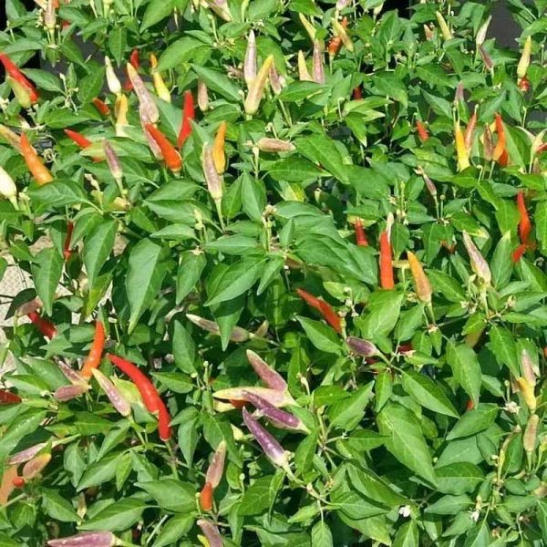 Chili 'Basket of Fire'