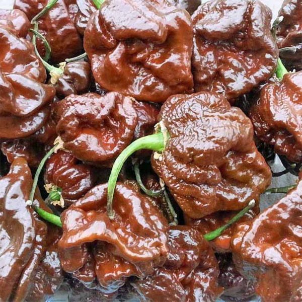 Chili 'Trinidad Scorpion Moruga Chocolate'