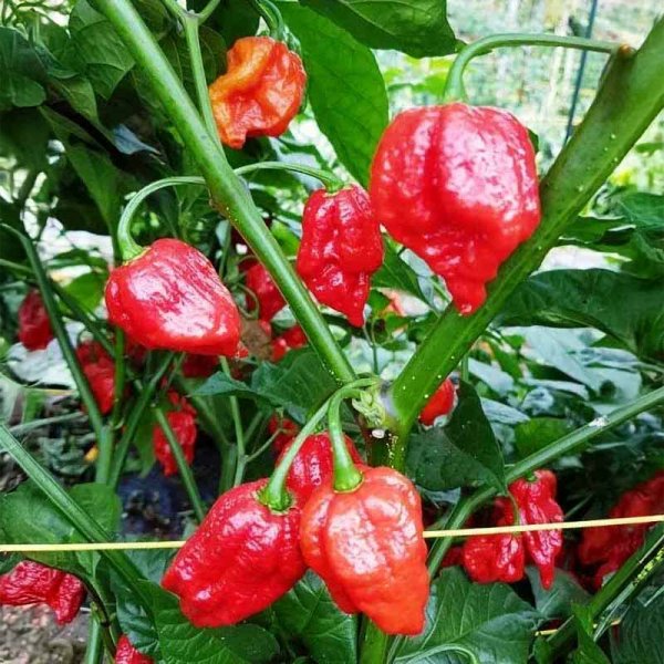 Chili 'Naga Giant'
