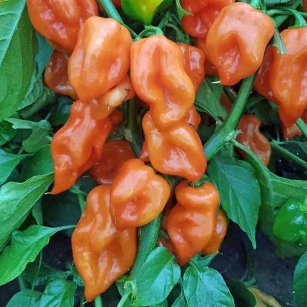Chili 'Habanero Mexican Orange'