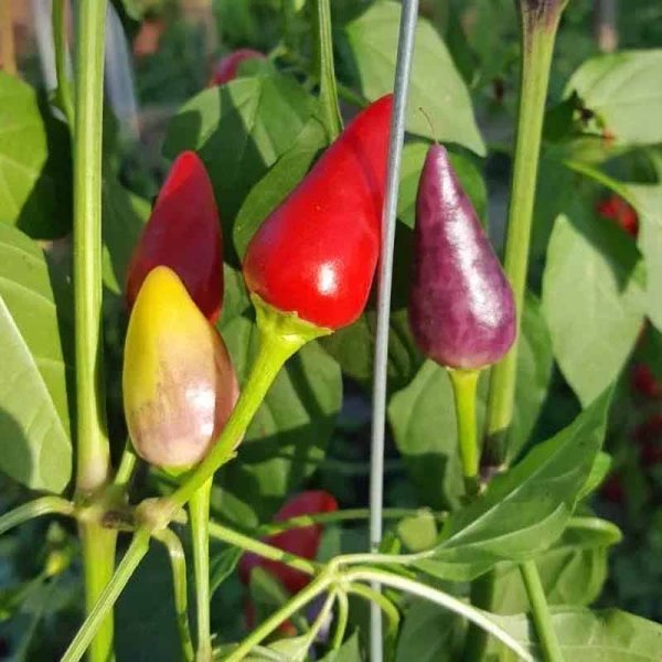 Chili 'Tennessee Teardrop'
