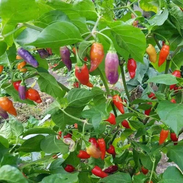 Chili 'Condors Beak'