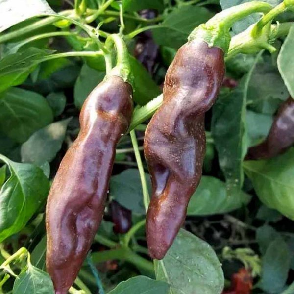 Chili 'Ecuadorian Brown'