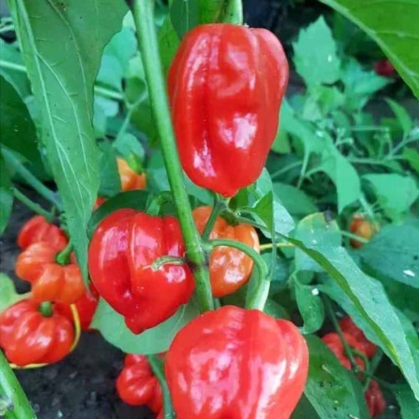 Chili 'Habanero Aji Umba Red (Adjuma)'