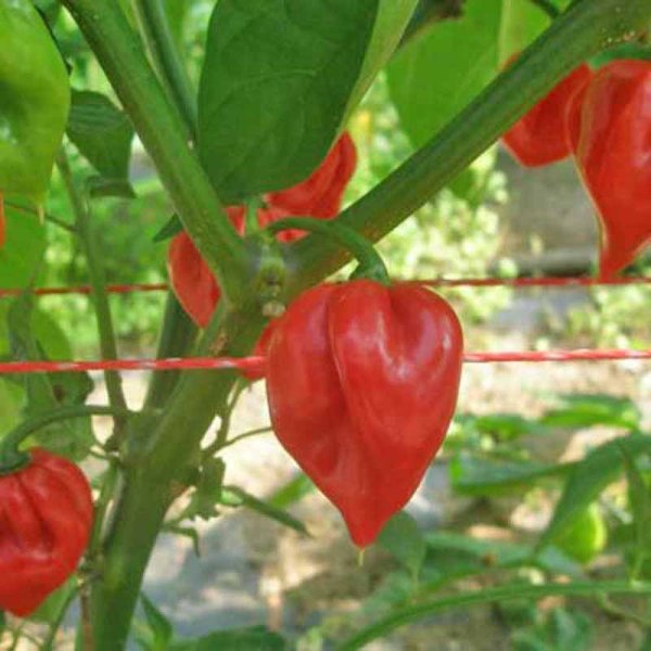 Chili 'Habanero Francisca Red TM'