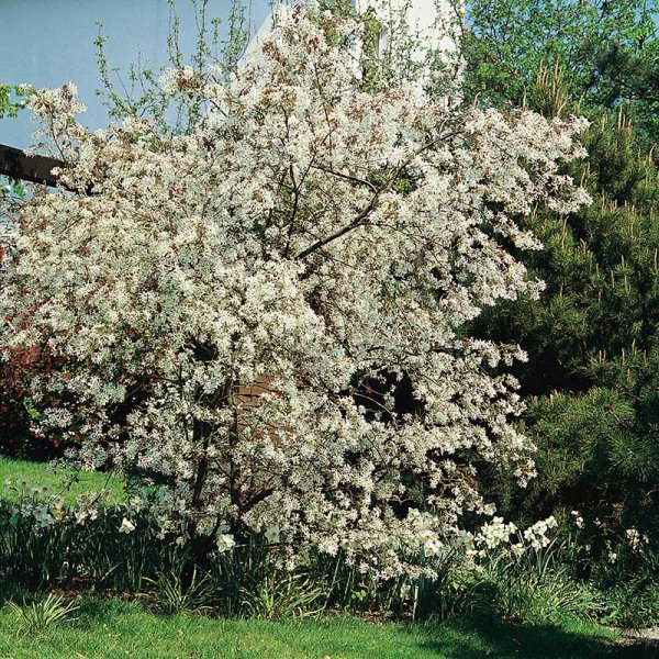 Prakthäggmispel, Busk A-kvalcm, 10-pack