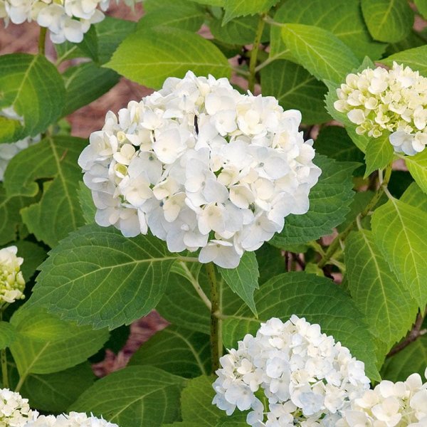 Hortensia vit, Busk A-kvalcm, 3-pack