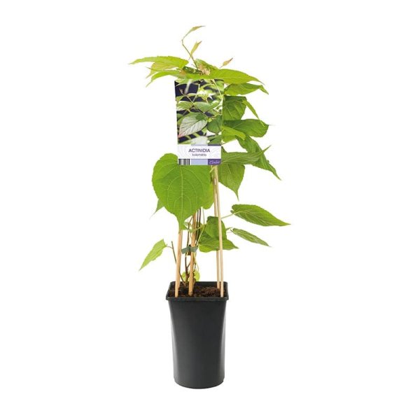 Kameleontbuske, 1-pack