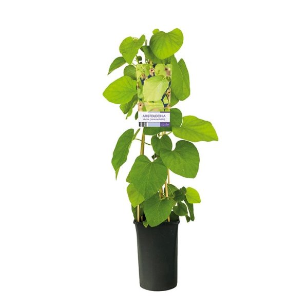 Pipranka, 5-pack
