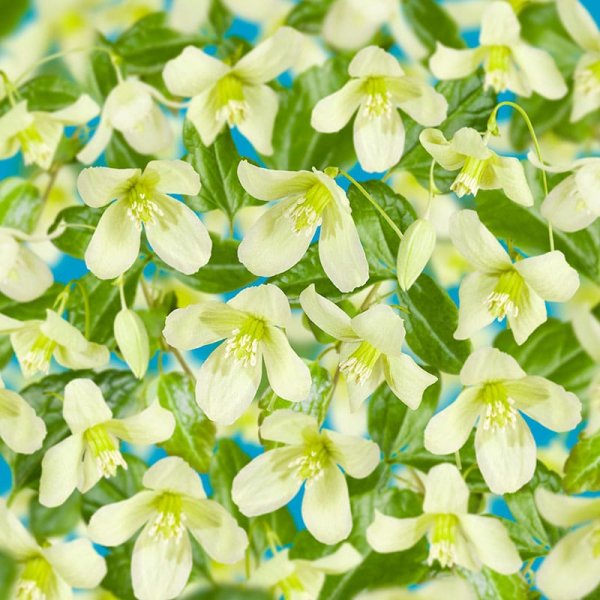 Vintergrön klematis, 1-pack