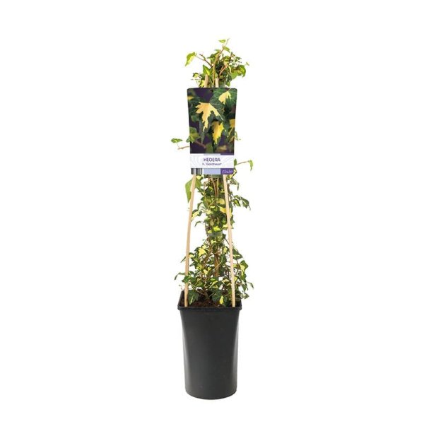Murgröna , 1-pack