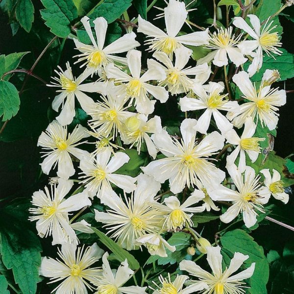 Vit vitalba klematis, 10-pack