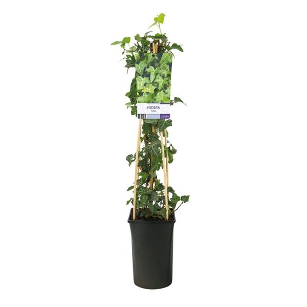 Murgröna, 5-pack