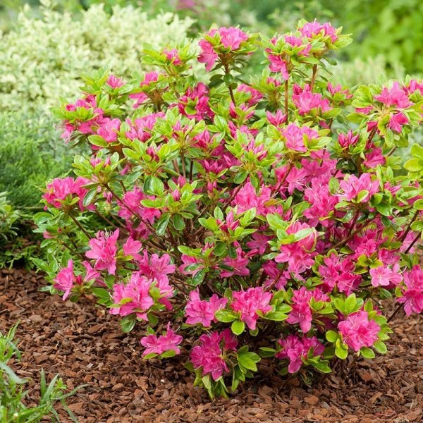 Japansk azalea "Kermesina", 20-25 cm, 10-Pack