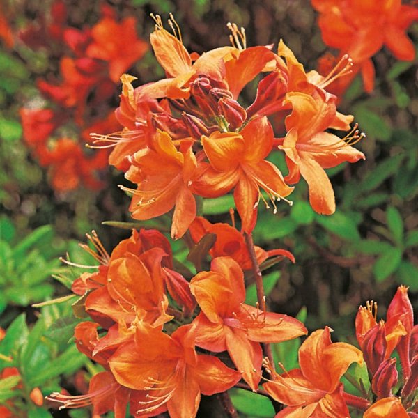 Azalea"Golden Eagle", 30-40 cm, 1-Pack