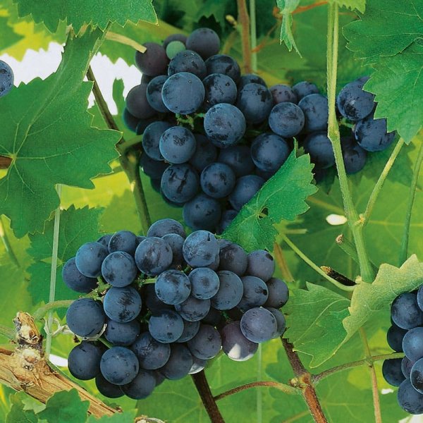 Labruskavin Nordica, 3-Pack