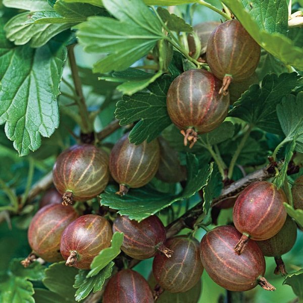 Krusbär Hinnonmäki Röd, 3-Pack