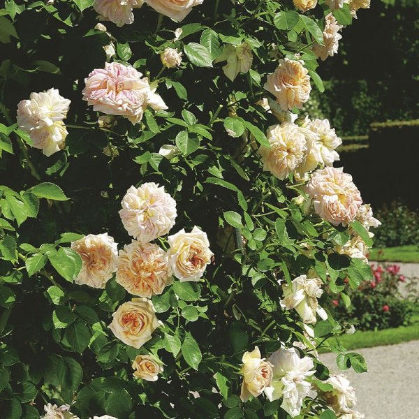 Gammaldags ros Alchymist, 10-Pack