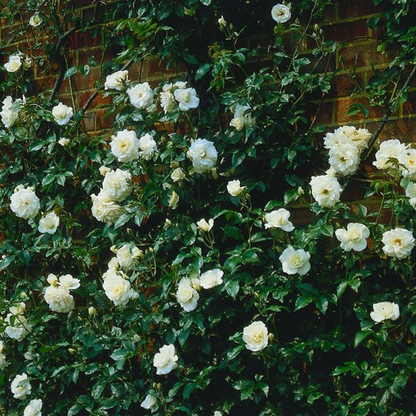 Klätterros Climbing Schneewittchen/ Climbing Iceberg, 1-Pack