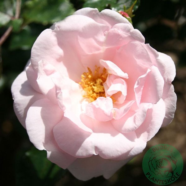 Klätterros New Dawn, 1-Pack