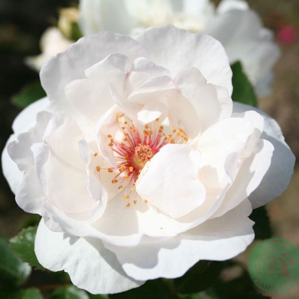 Gammaldags ros Jacqueline du Pré, 10-Pack