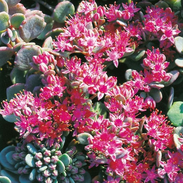 Liten Kärleksört, 6-Pack