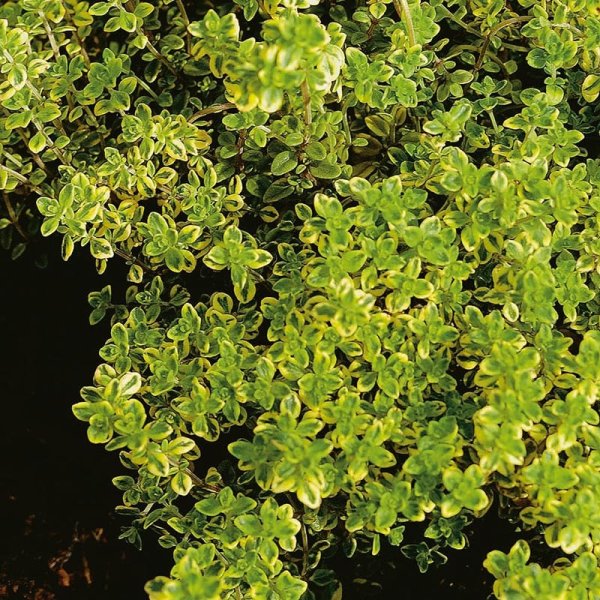 Citrontimjan, 6-Pack