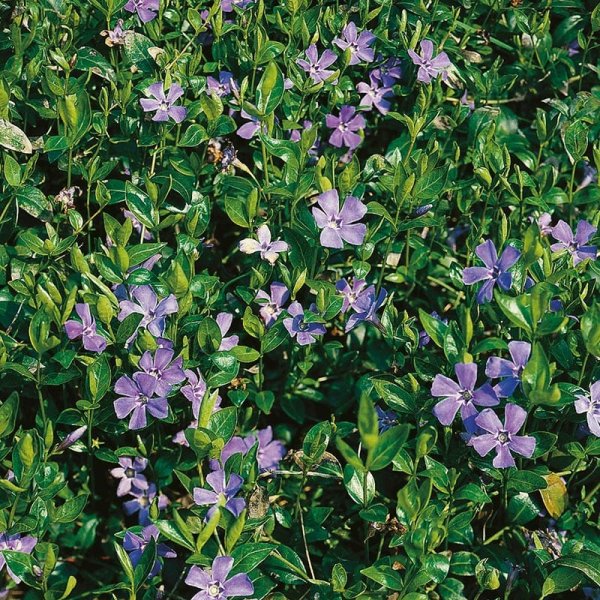 Vintergröna, 15-Pack