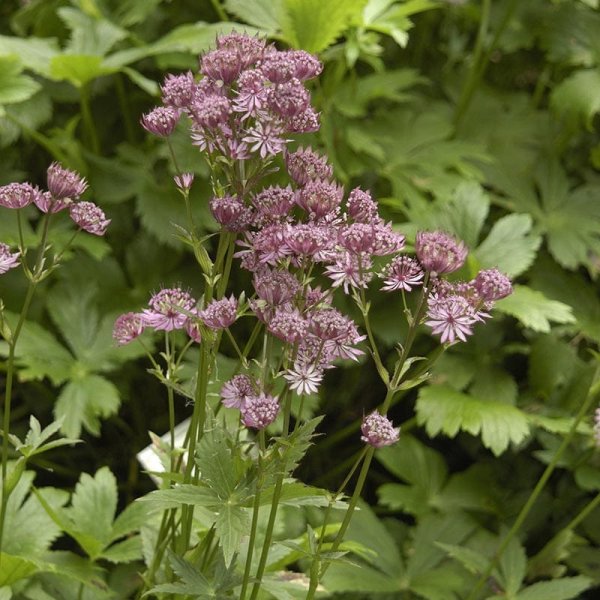 Stjärnflocka "Major", 3-Pack