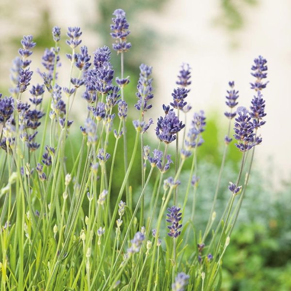 Lavendel 'Munstead', 1-Pack