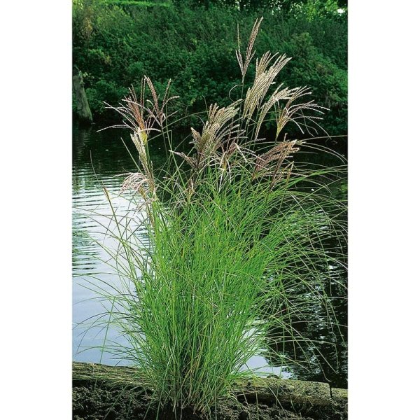 Glansmiskantus, Japanskt gräs 'Kleine Silberspinne', 1-Pack
