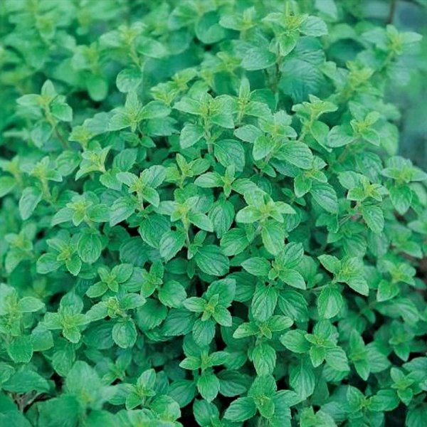 Oregano 'Dost'