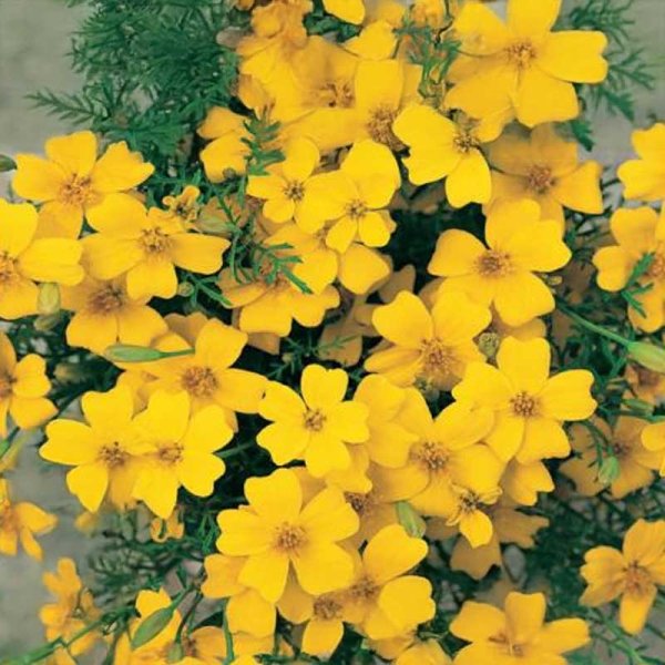 Liten Tagetes 'Lemon Gem'