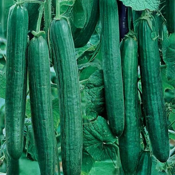 Salladsgurka 'Euphya' F1