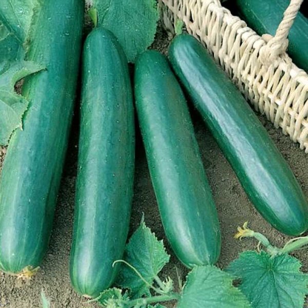 Salladsgurka 'Konsa' F1