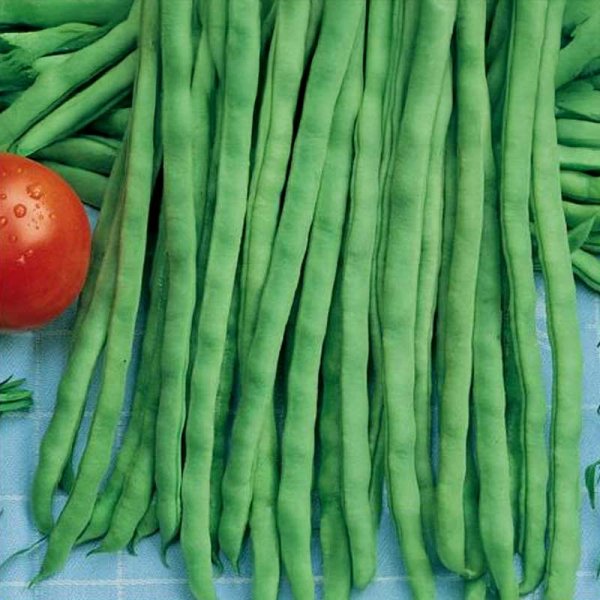 Brytböna 'Neckarkönigin'