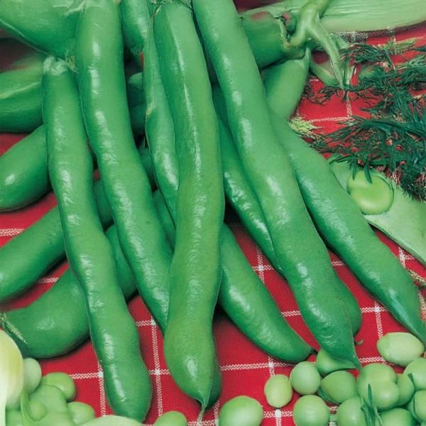 Bondböna 'Hangdown Grünkernig'