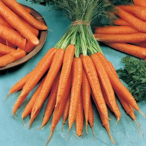 Sommarmorot 'Sugarsnax 54' F1